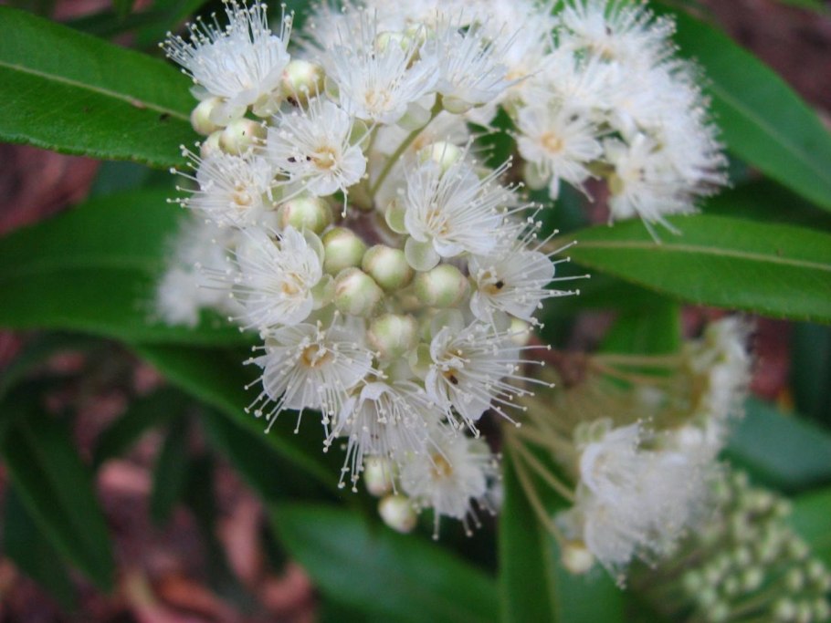 Мирт крупнолистовой