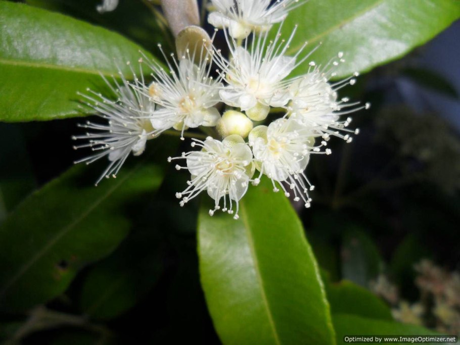 Лимонный Мирт Backhousia citriodora