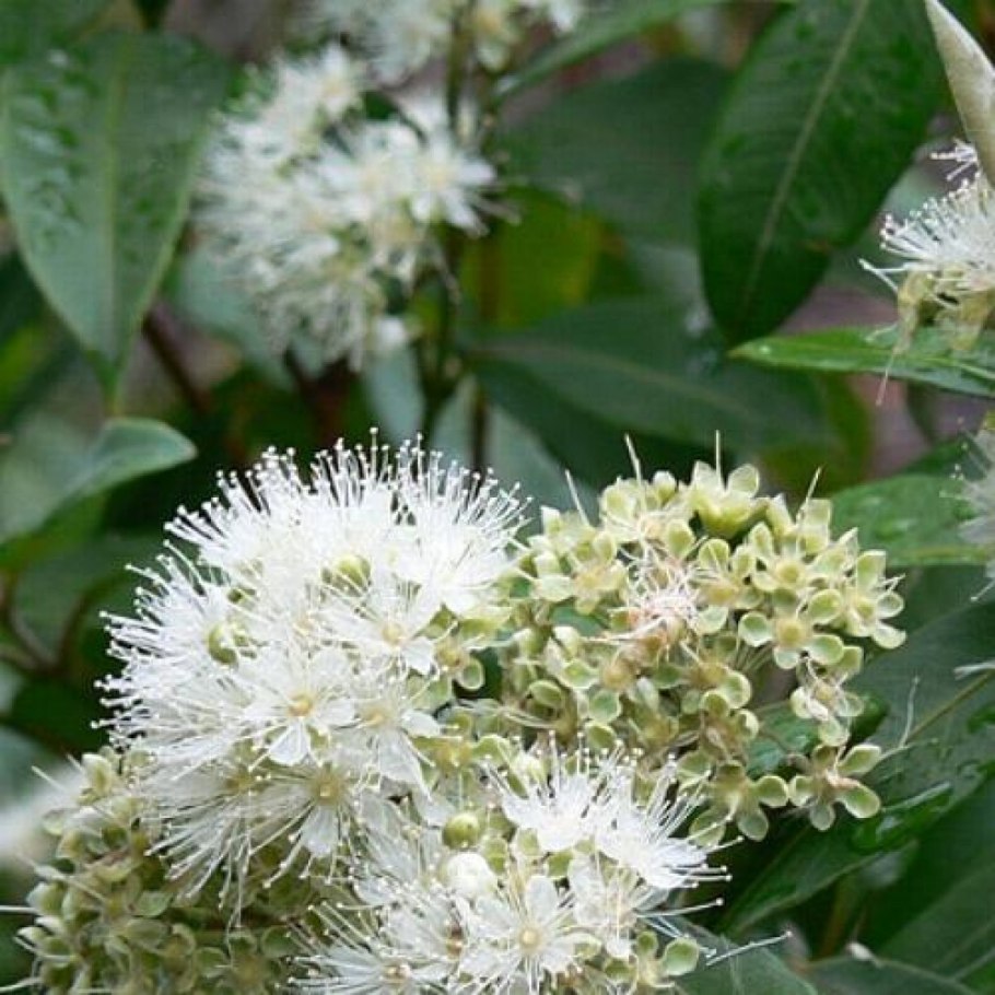 Лимонный Мирт Backhousia citriodora