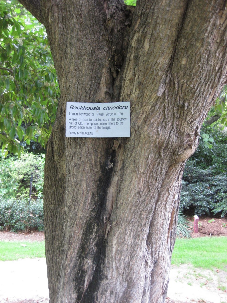 Мирт обыкновенный ботаника