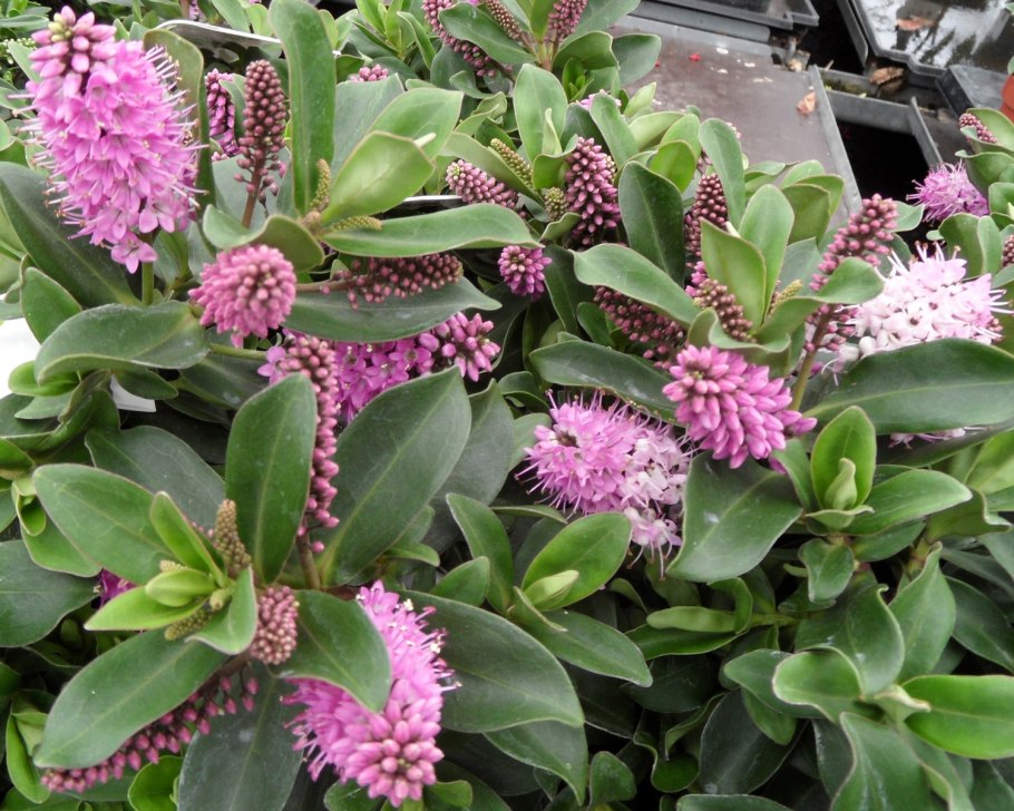 Бергамот это груша или цитрус