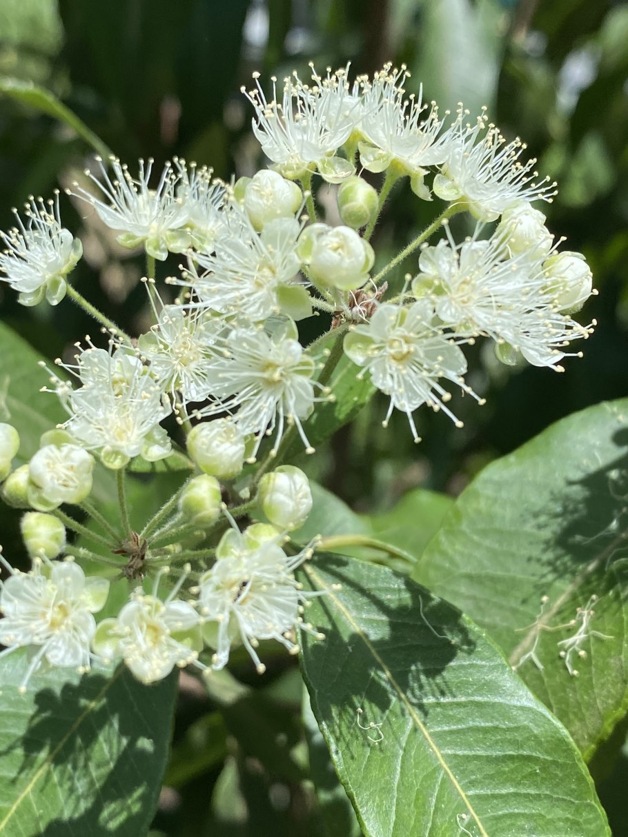 Лимонный Мирт