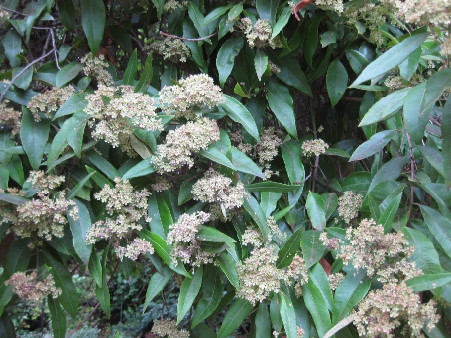 Мирт лимонный Бакхузия форум