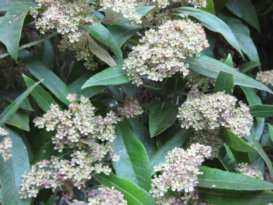 Eucalyptus tetraptera