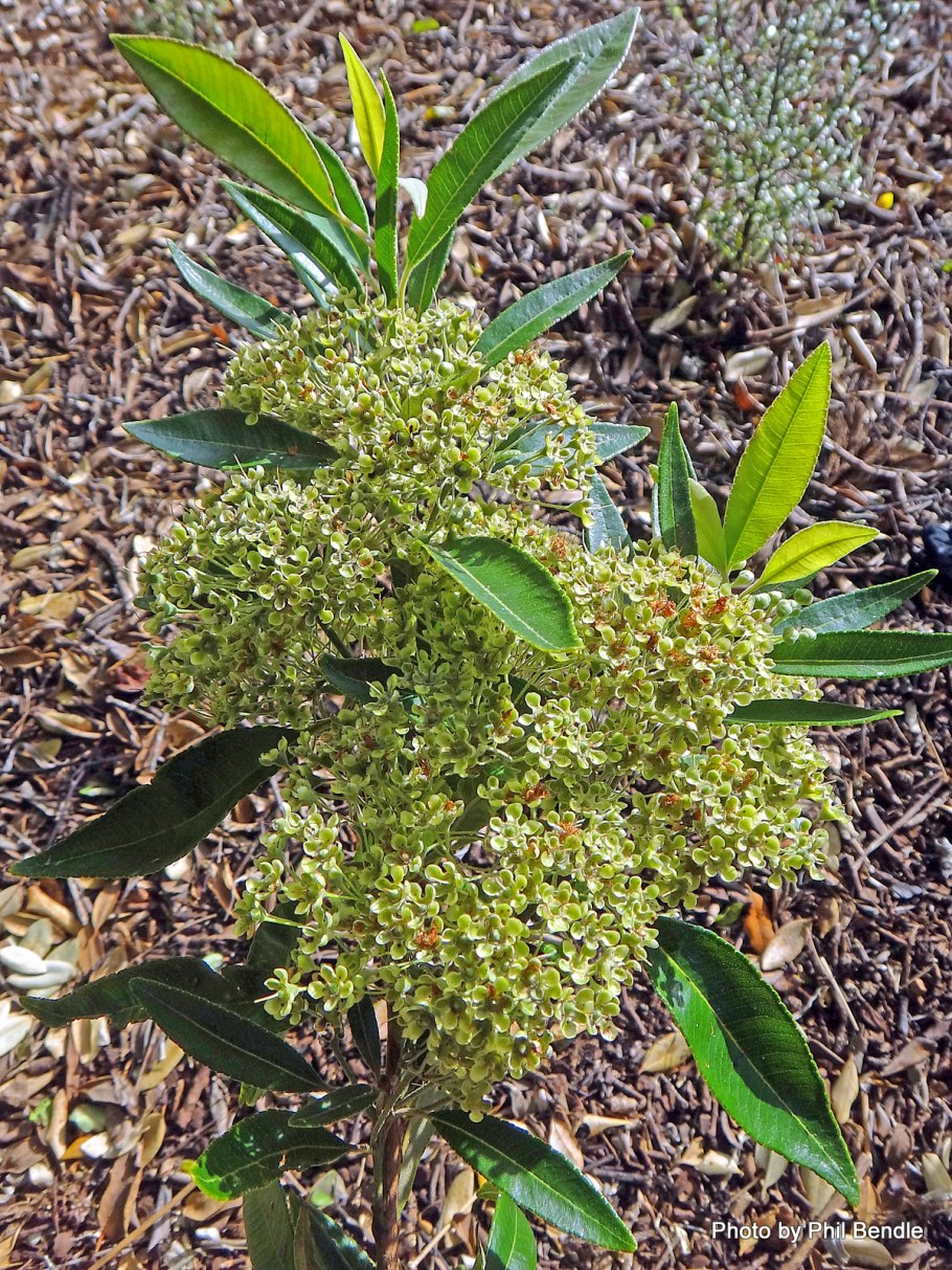 Бакхузия цитриодора