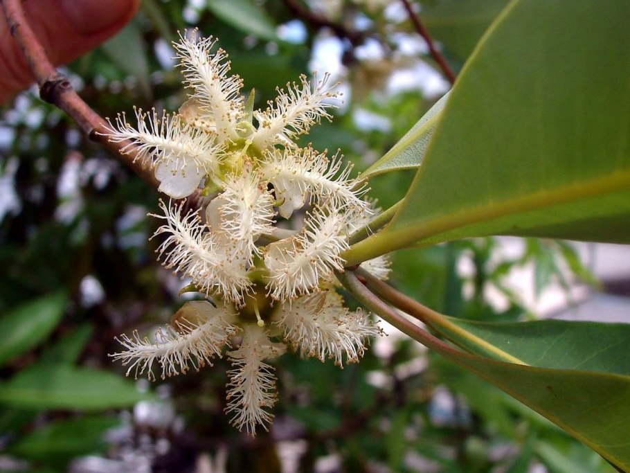 Олеорезина деревьев копаифера