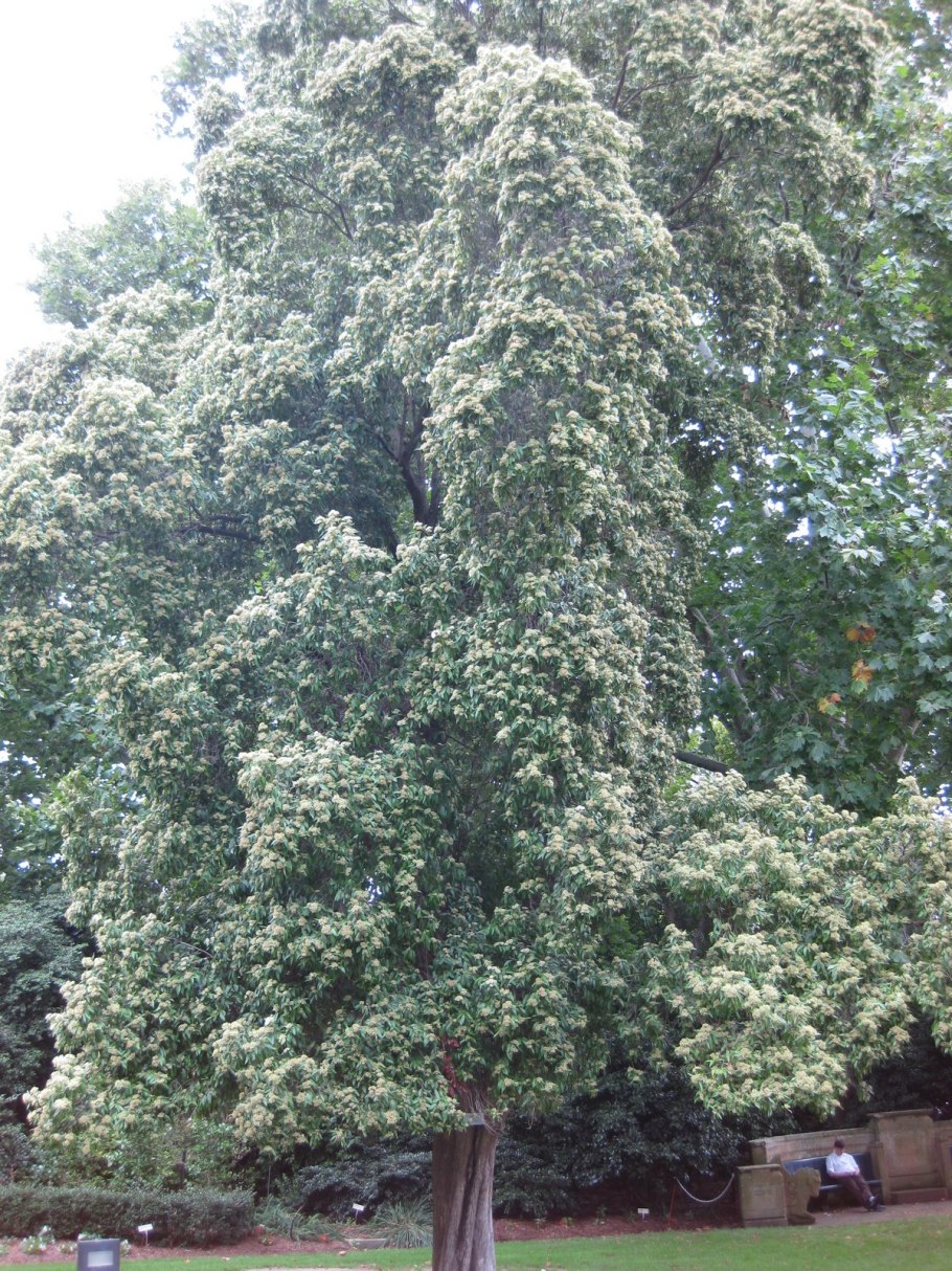 Чайное дерево/Каяпут (Melaleuca Leucadendron/Melaleuca alternifolia)