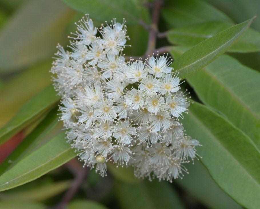 Lemon Myrtle