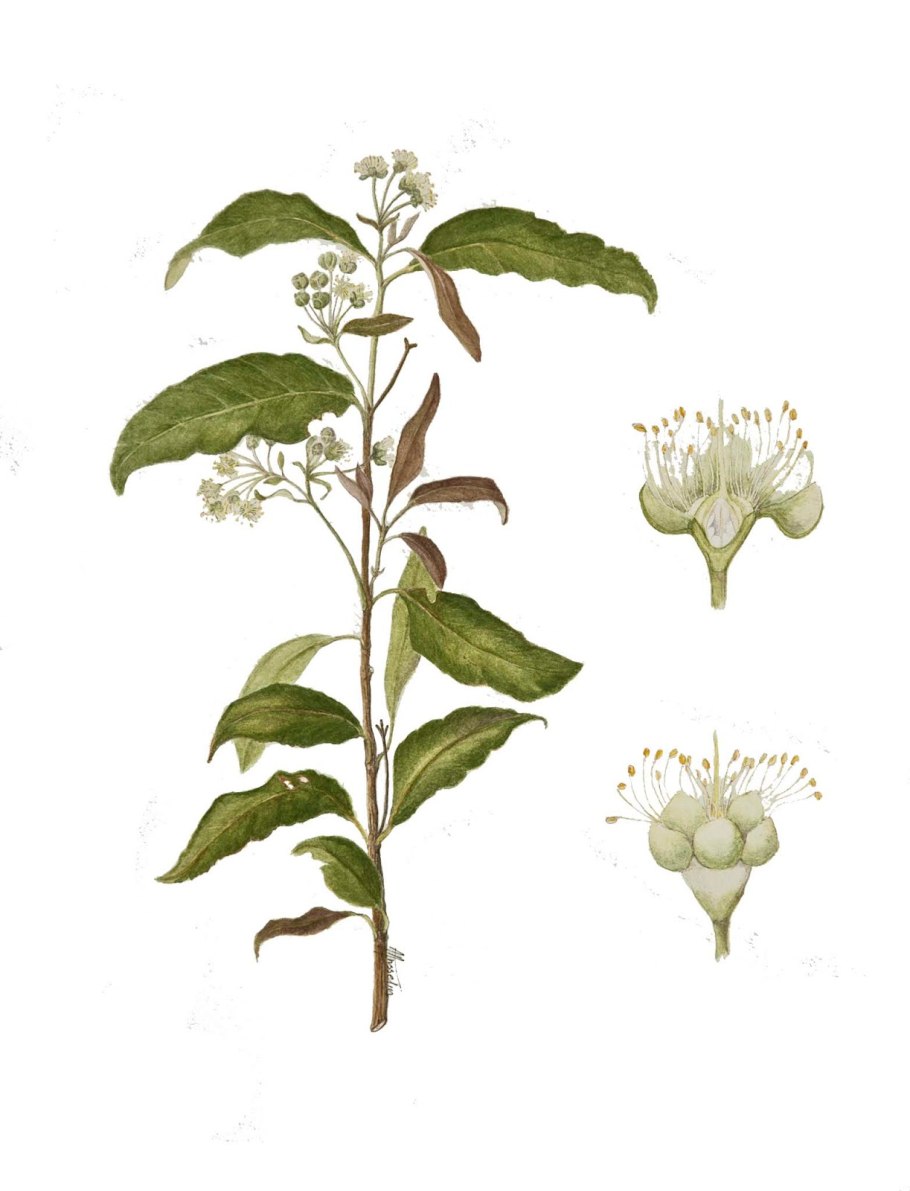 Корень лаврового листа