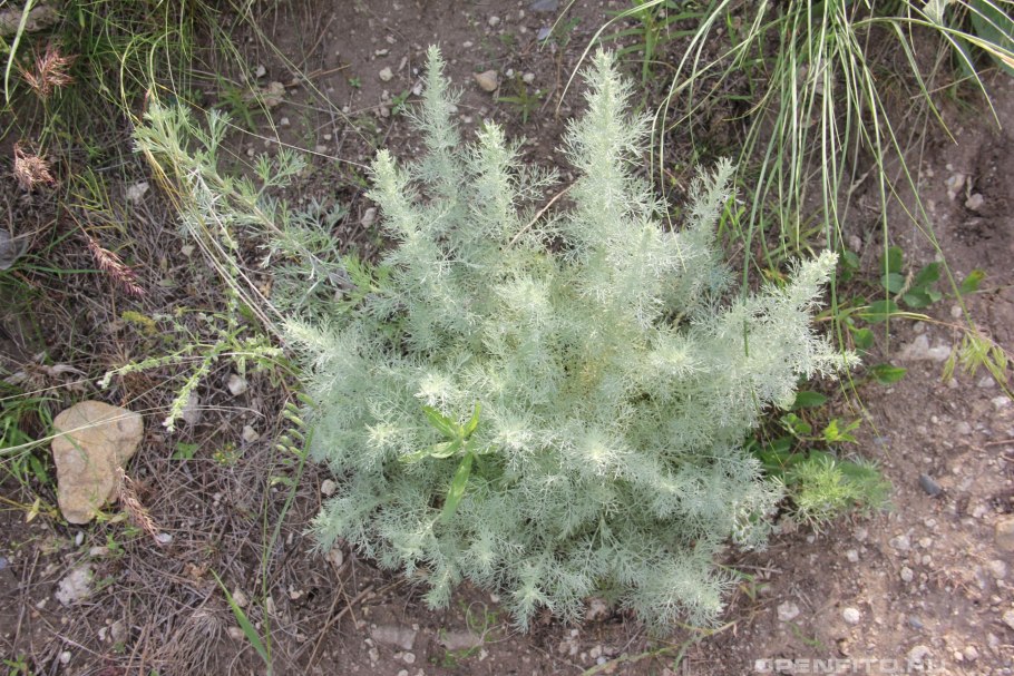 Полынь Крымская