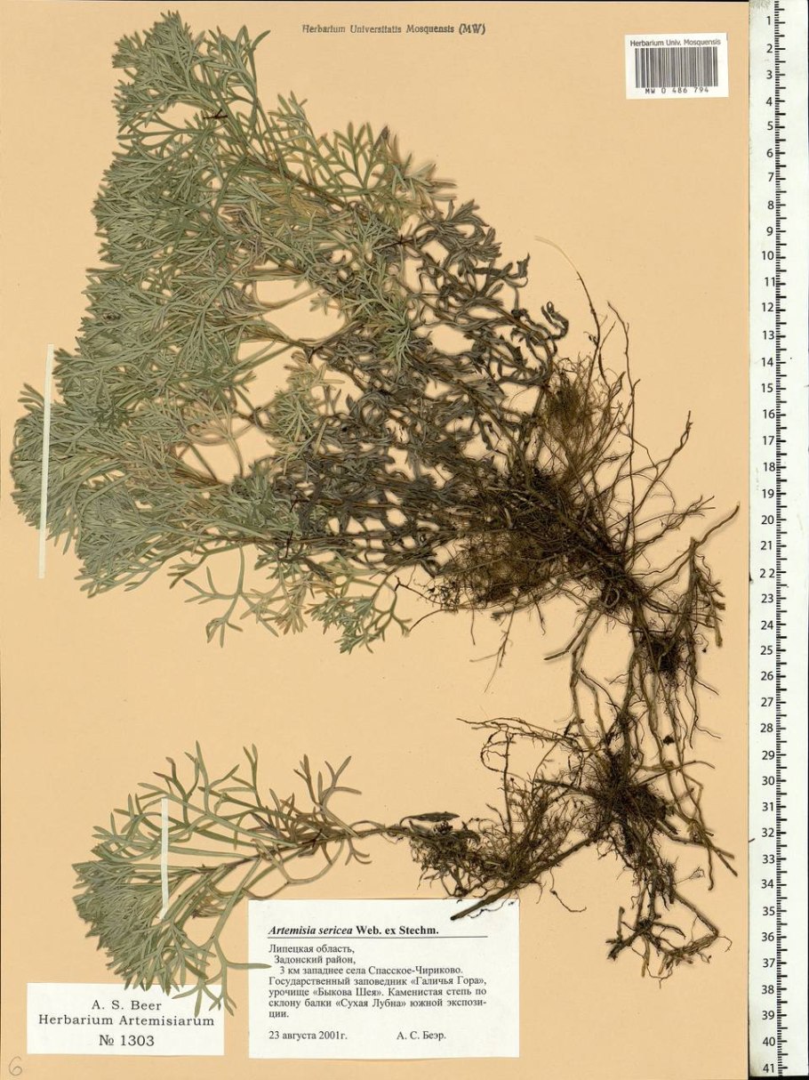 Полынь беловойлочная