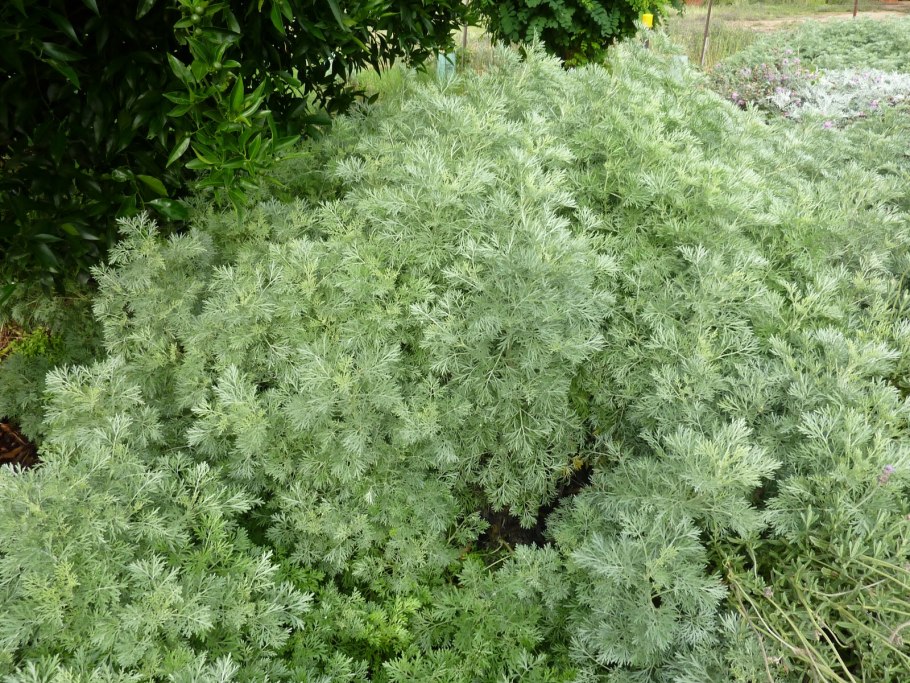 Полынь канесценс