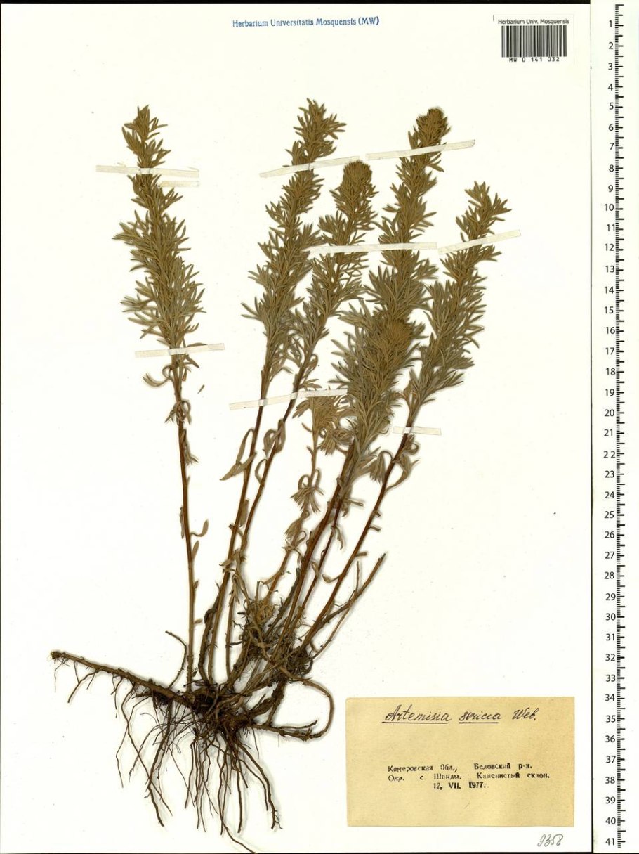 Полынь шелковистая картинки