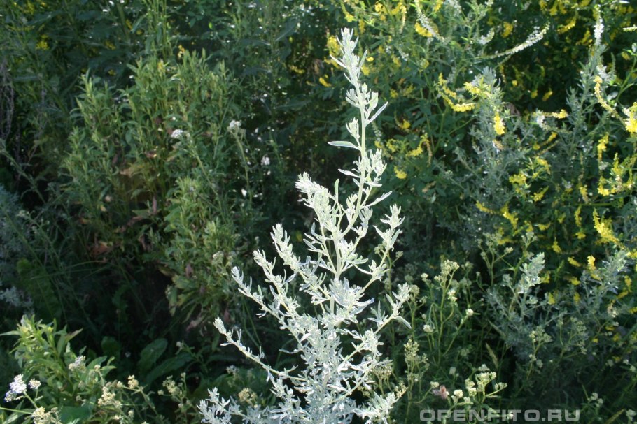 Полынь шелковистая Artemisia sericea