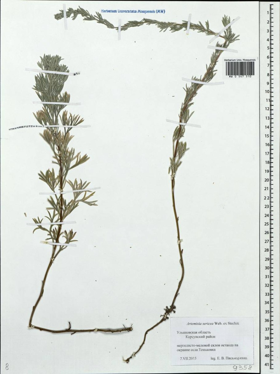 Полынь Сахалинская