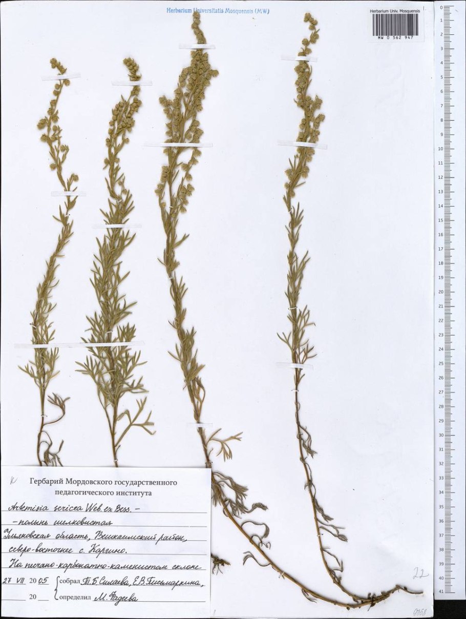 Artemisia sericea