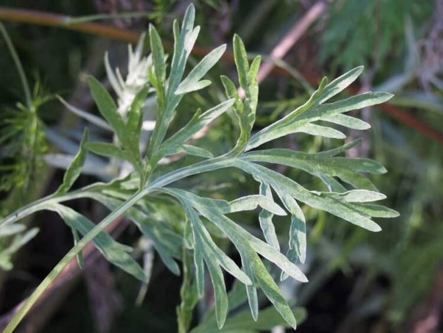 Полынь absinthium