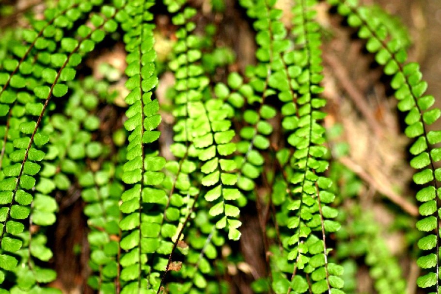 Асплениум папоротник черный