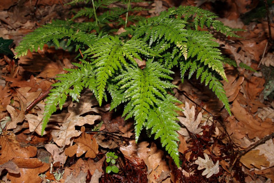 Асплениум папоротник черный