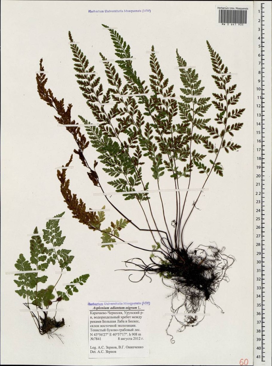Асплениум папоротник черный