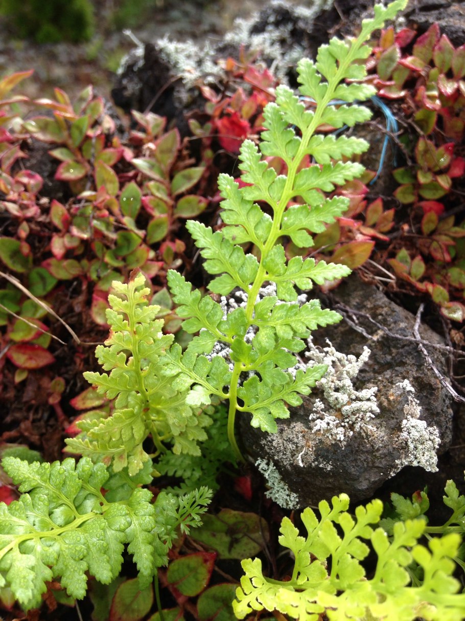 Asplenium Adiantum-nigrum