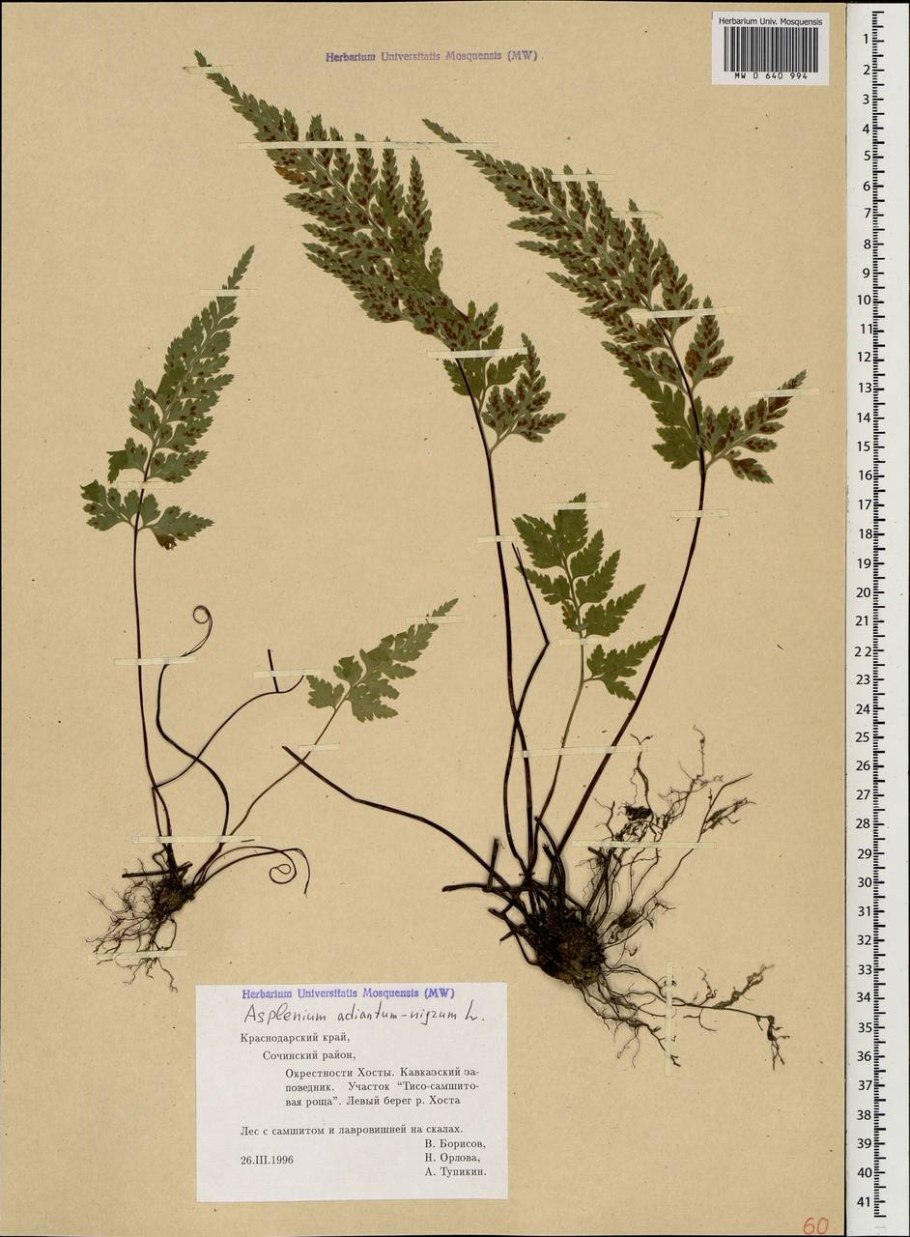 Адиантум гербарий