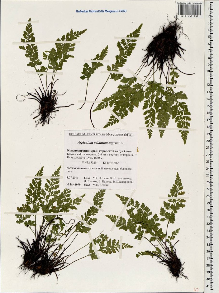 Асплениум Северный папоротник