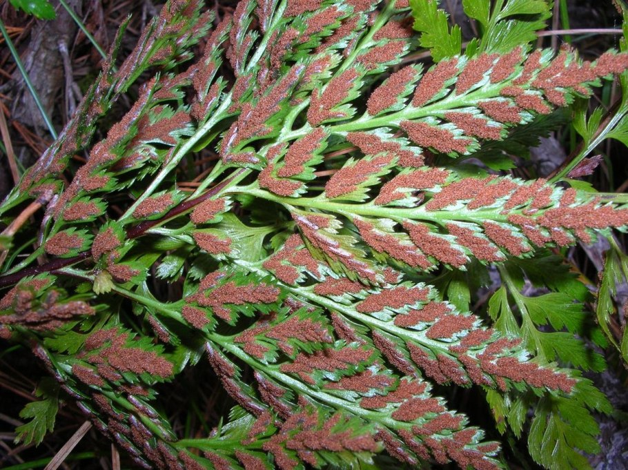 Костенец черный Asplenium Adiantum