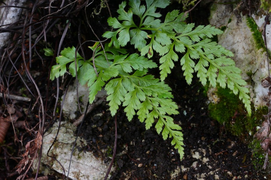 Asplenium Adiantum-nigrum