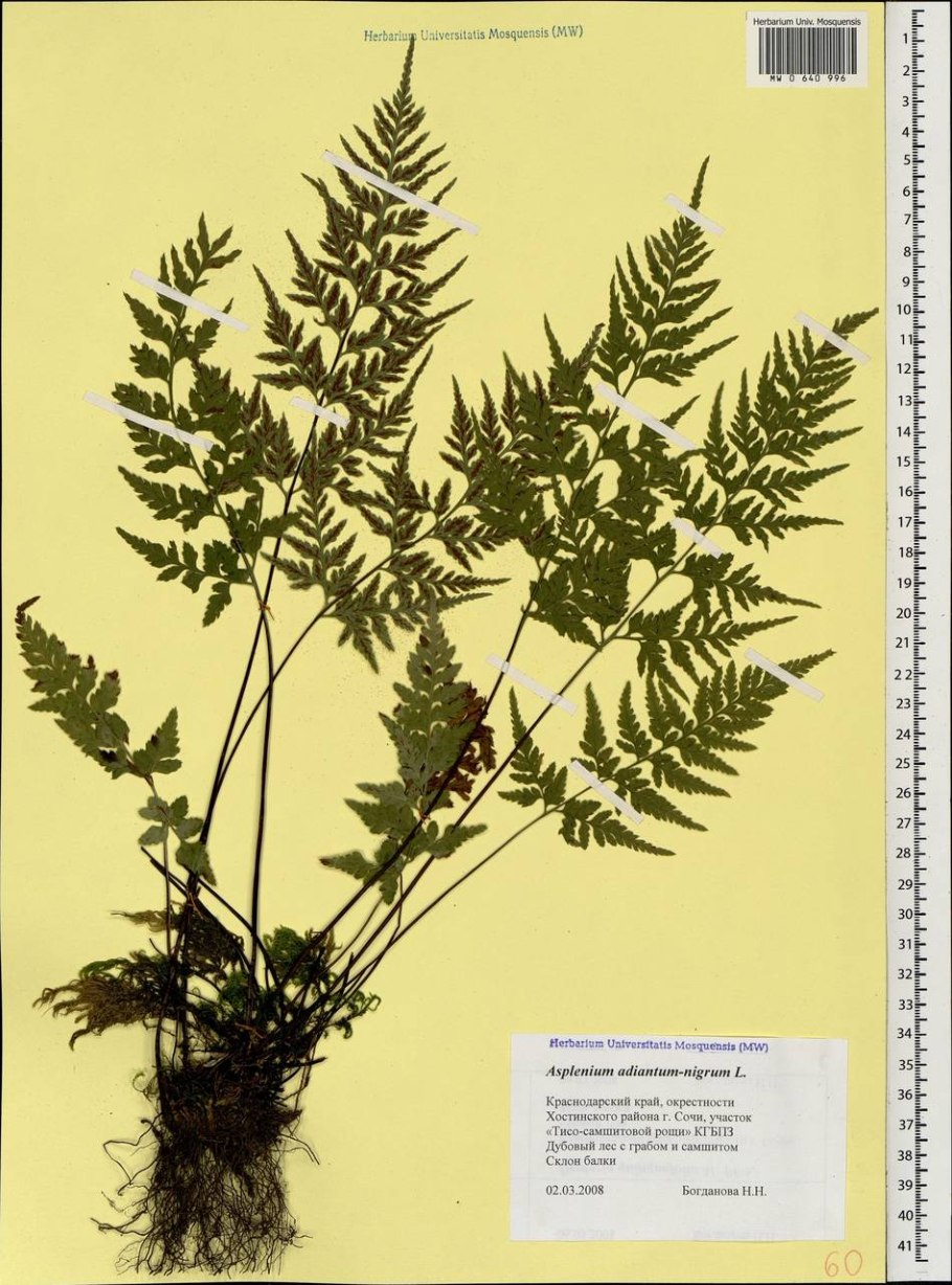 Асплениум волосовидный