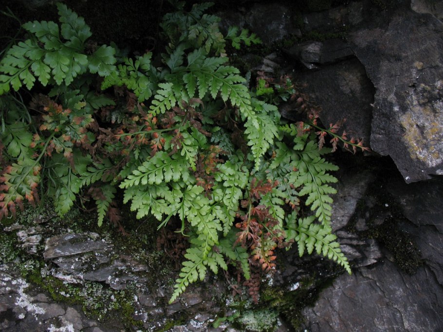 Костенец черный Asplenium Adiantum