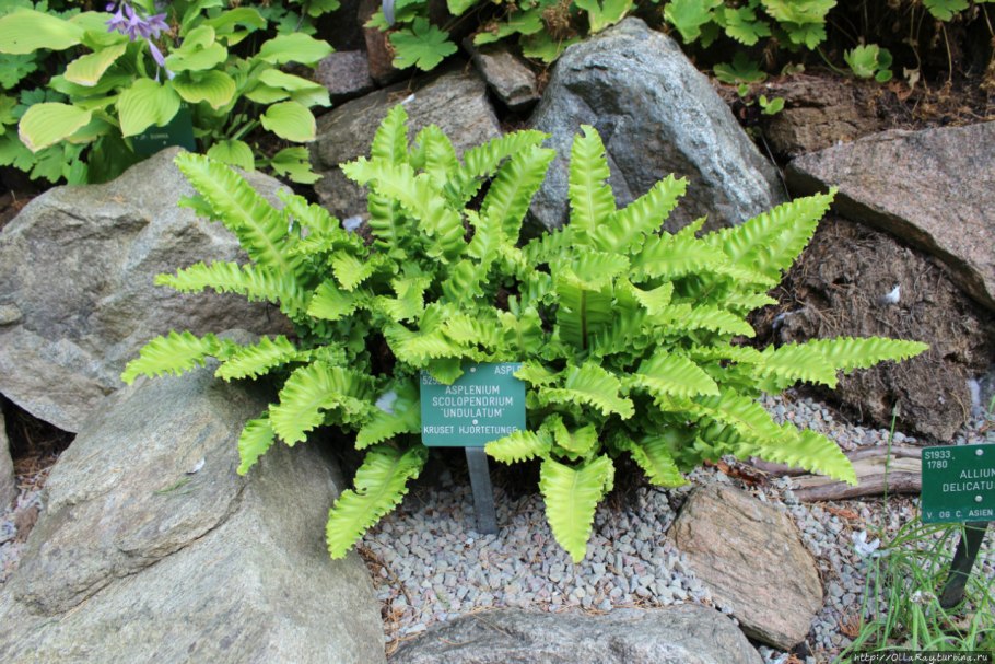 Асплениум Северный папоротник