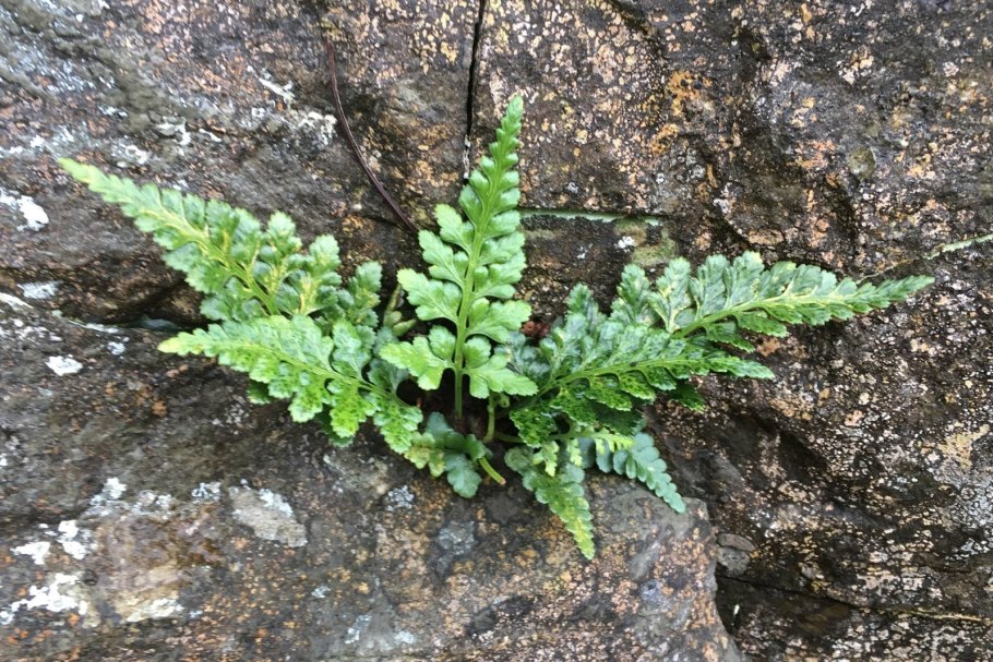 Костенец черный Asplenium Adiantum