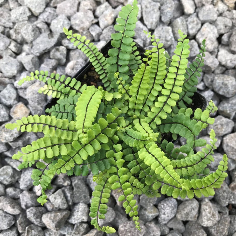 Костенец черный - Asplenium Adiantum-nigrum l.
