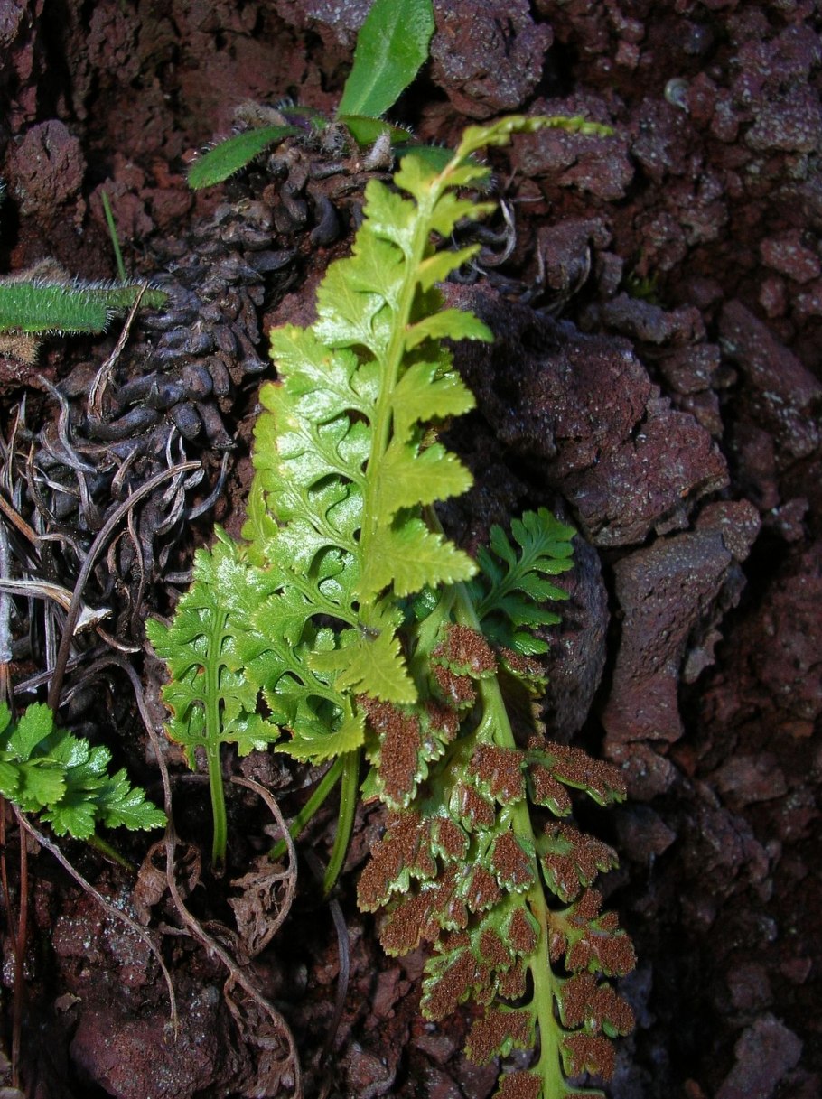 Asplenium Adiantum
