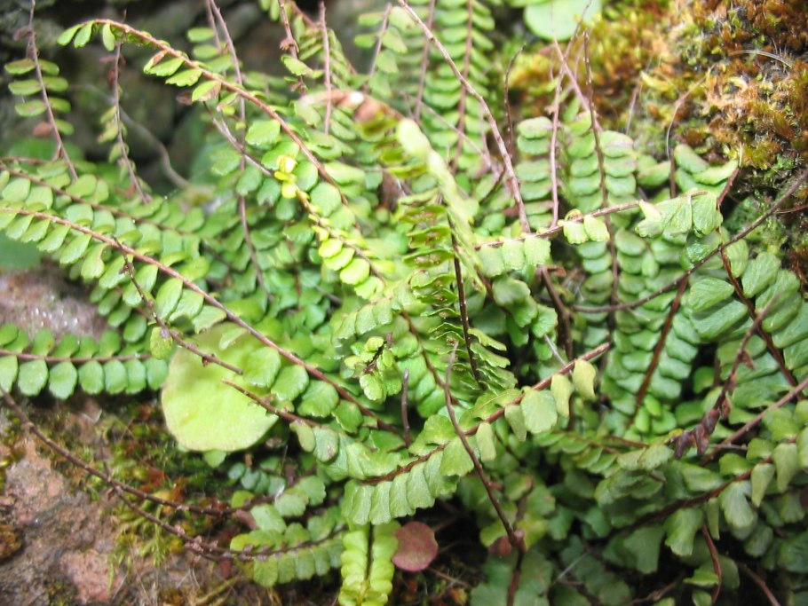Костенец скребница (Asplenium Ceterach)