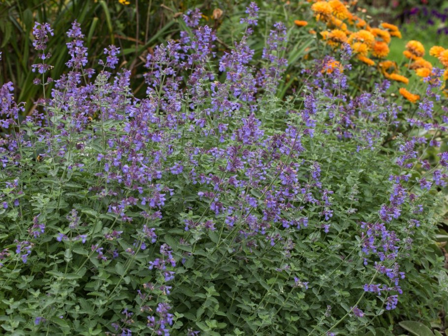 Шалфей лавандолистный