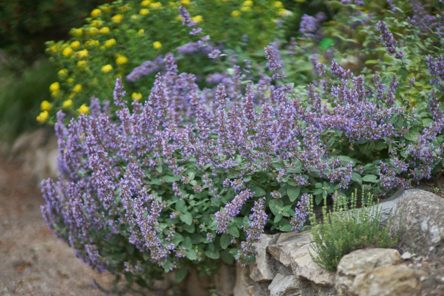 Шалфей Арамис