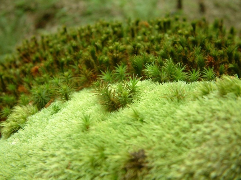Мох ягель Green Forest
