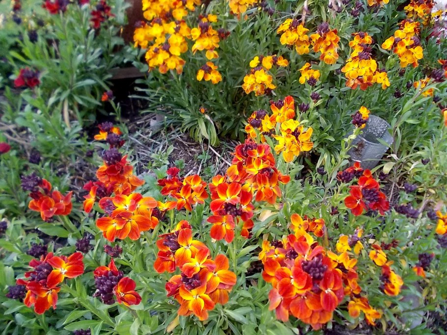 Лакфиоль сибериан