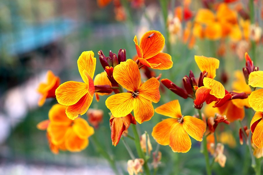 Лакфиоль обыкновенная