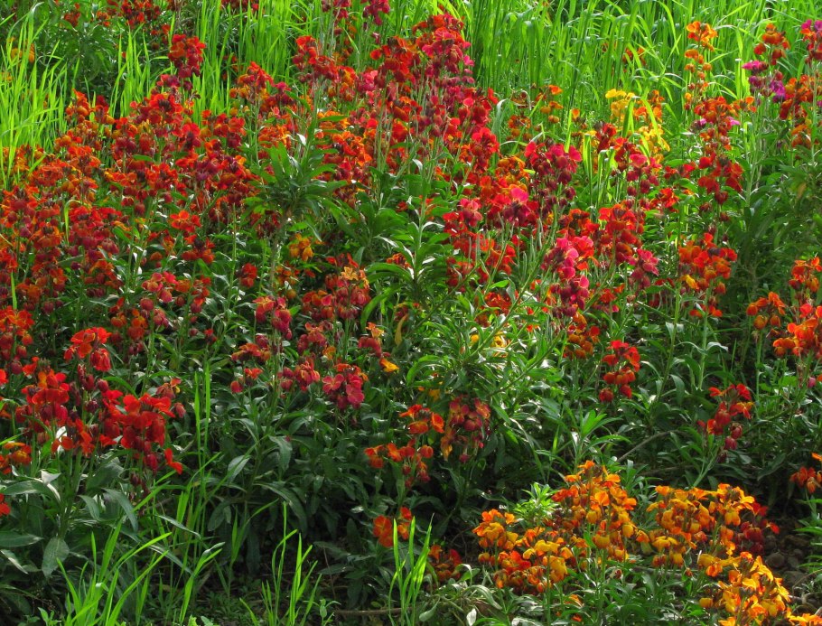 Хейрантус (желтушник) красная Королева