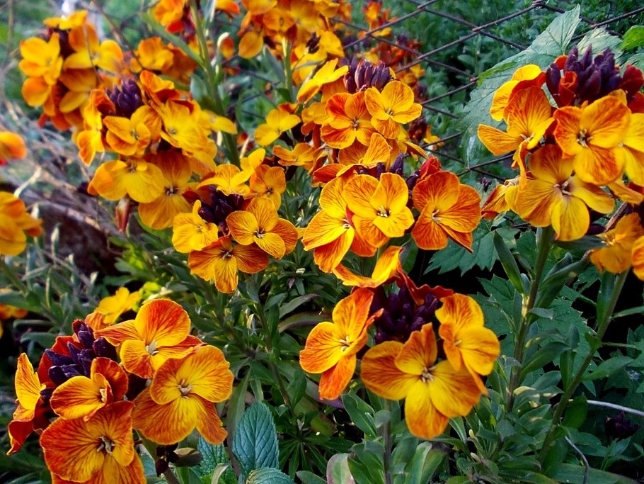 Лакфиоль Хейрантус цветок