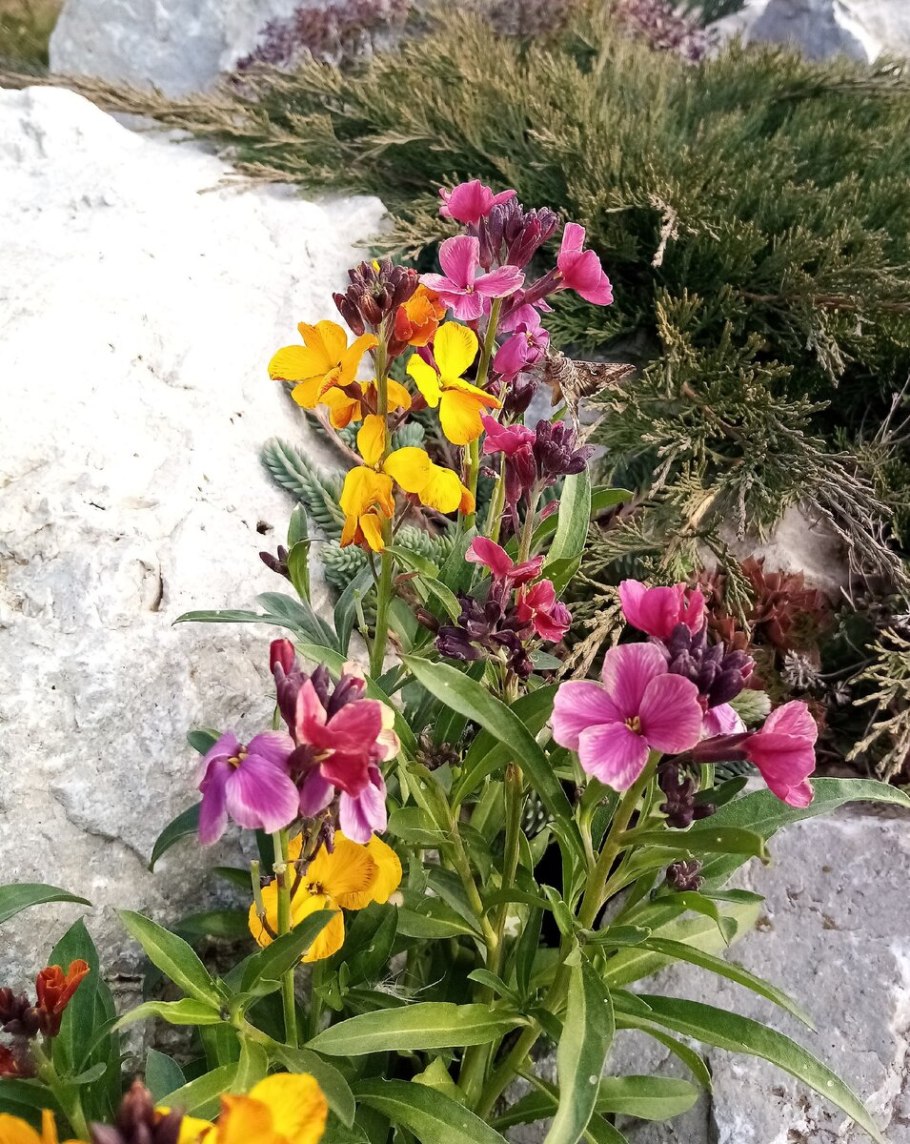 Хейрантус (Лакфиоль) мотыльки