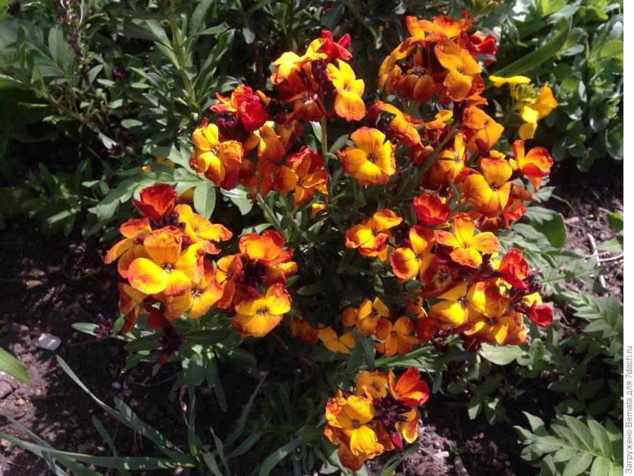 Цветы похожие на Лакфиоль