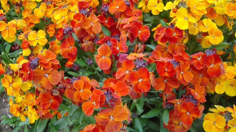 Лакфиоль Хейрантус