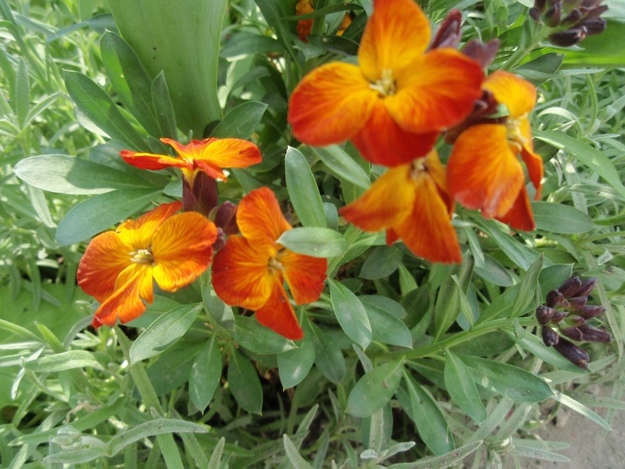 Лакфиоль сибериан