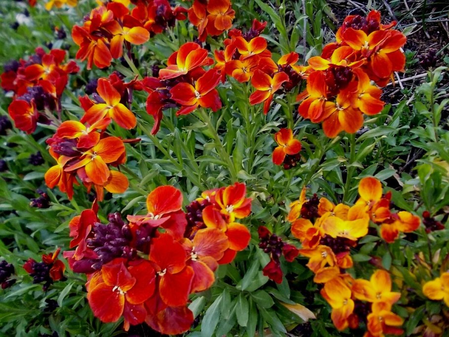 Хейрантус (Лакфиоль) мотыльки