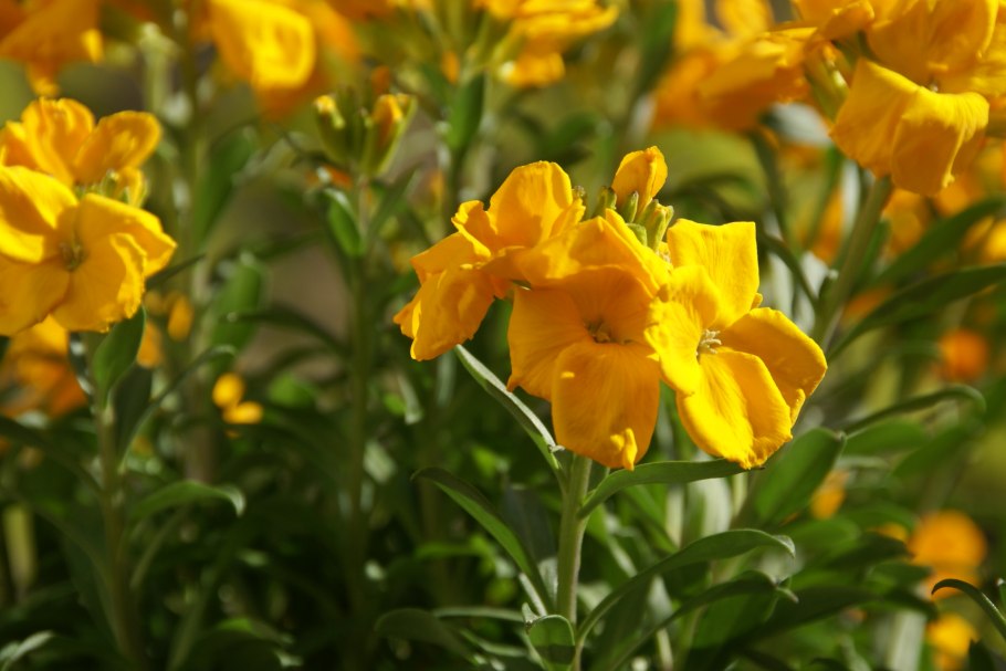 Желтушник гибридный