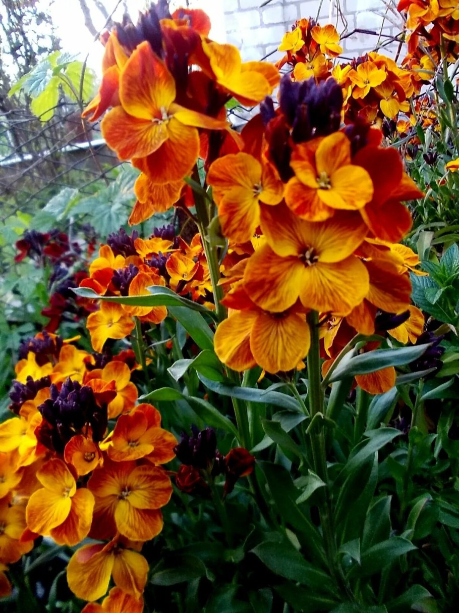 Лакфиоль Хейрантус цветок